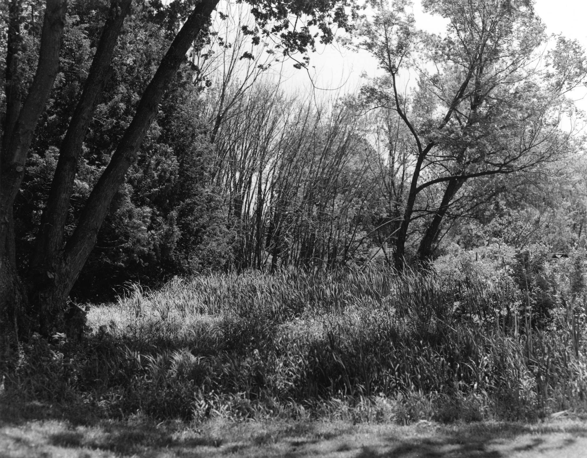 Sonatas XII-100 (Scenery)