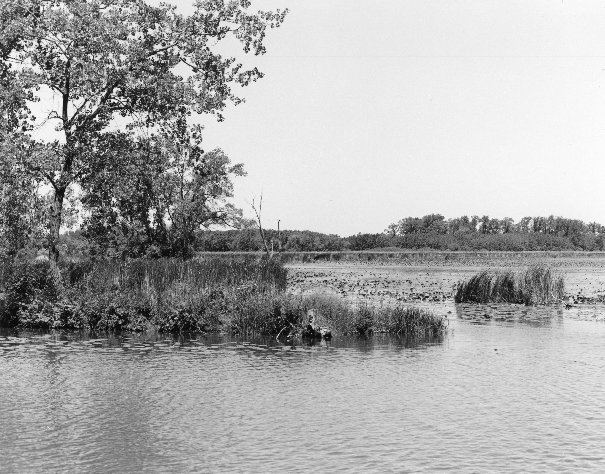 Sonatas XII-101 (Scenery)