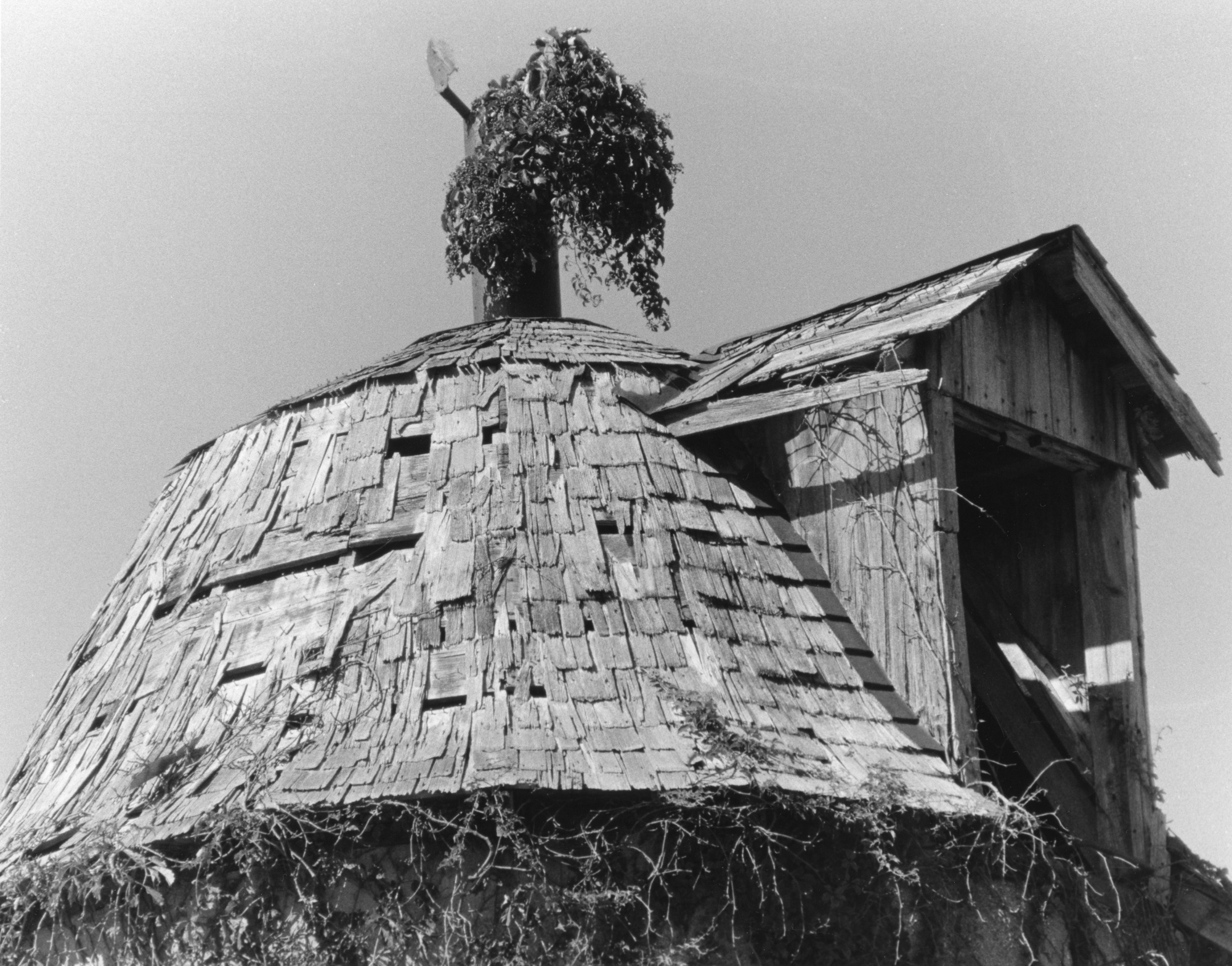 Sonatas XII-87 (Farms)