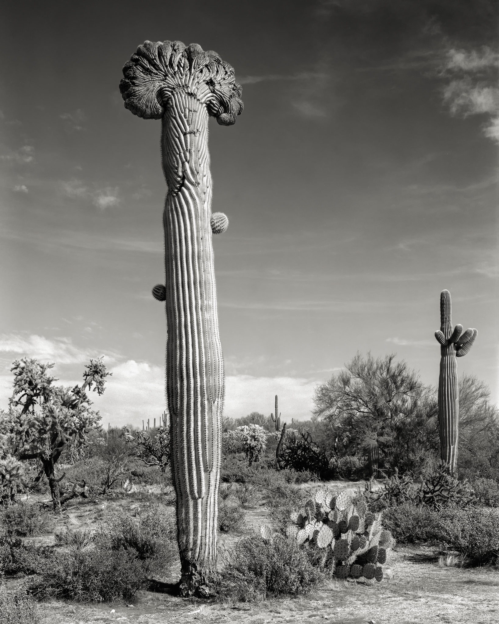 SONORAN UNICORN V.1