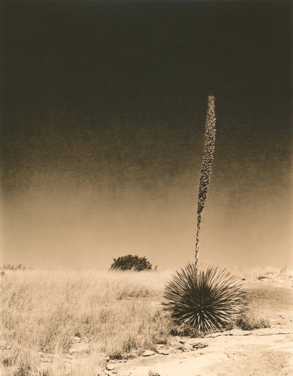 Sotol re-visited