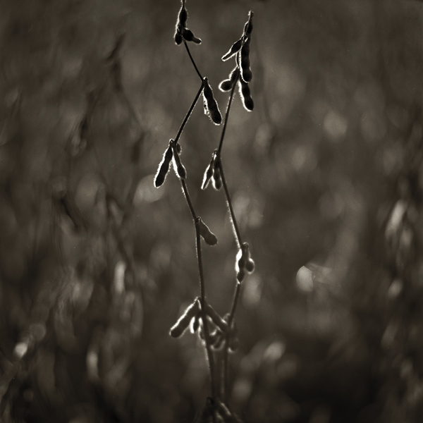 Soybeans
