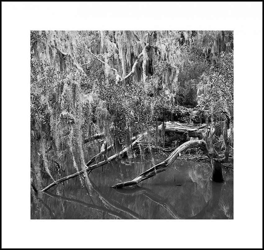 Spanish Moss and Still Water