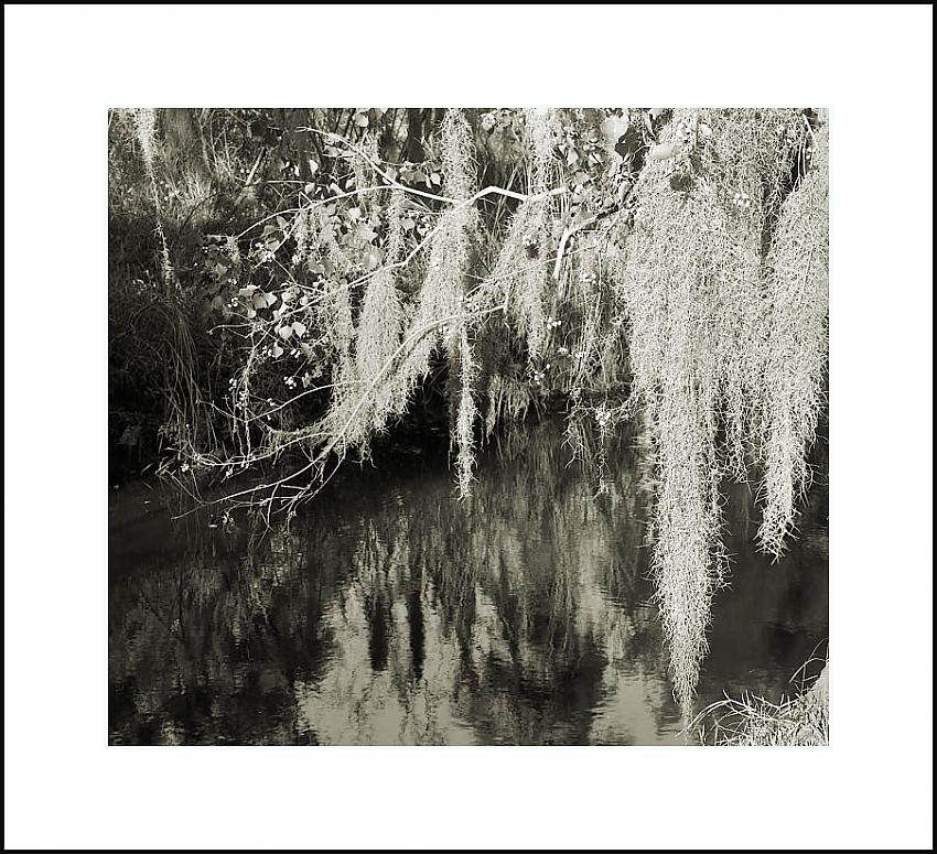 Spanish Moss and Still Water