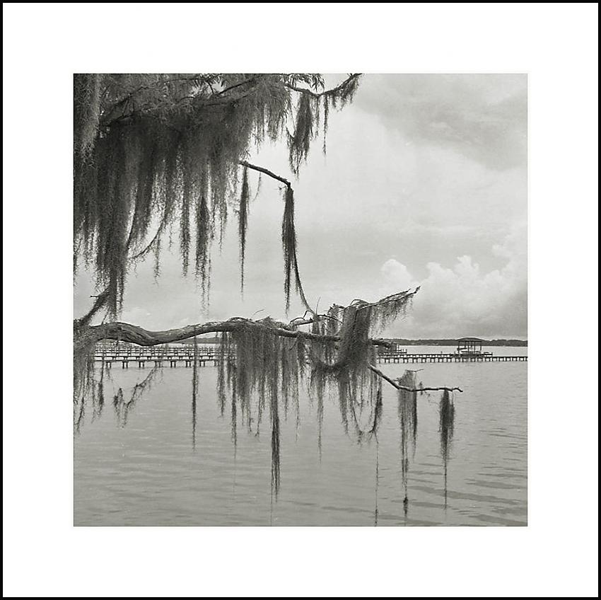 Spanish Moss