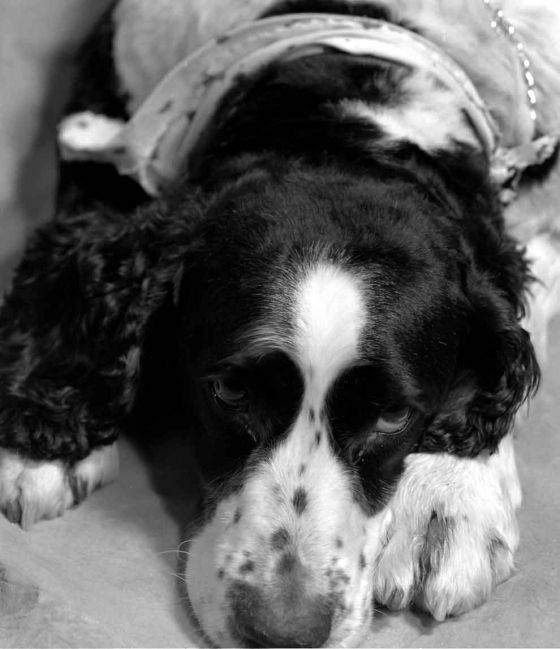 Spanky....Are we done yet?