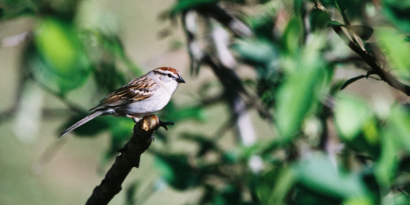 Sparrow.jpg