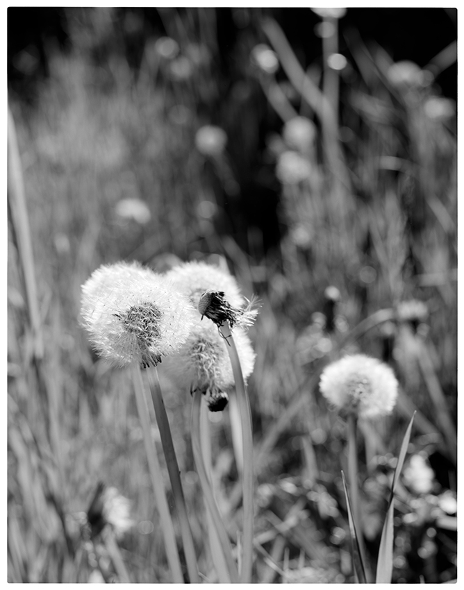 Spent Dandelions