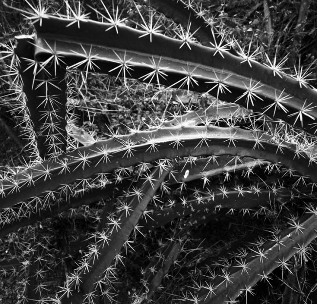 Spider Cactus