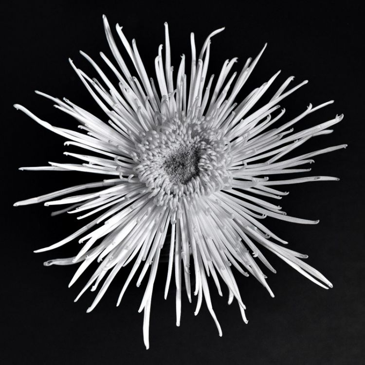 Spider Lily