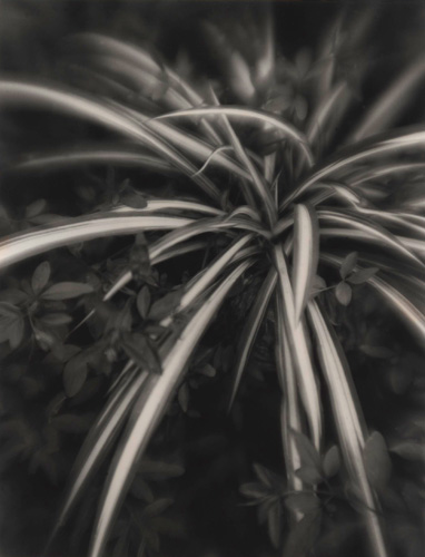 Spider Plant
