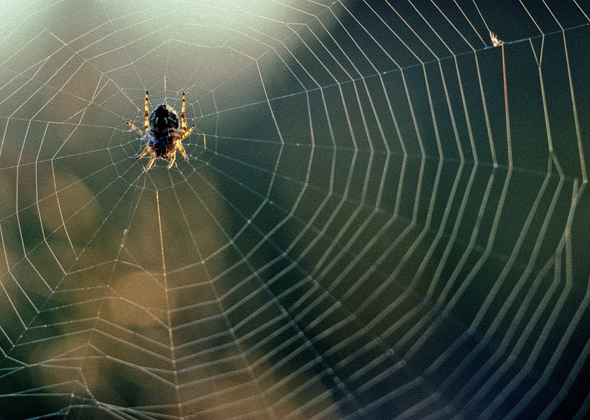 Spider web