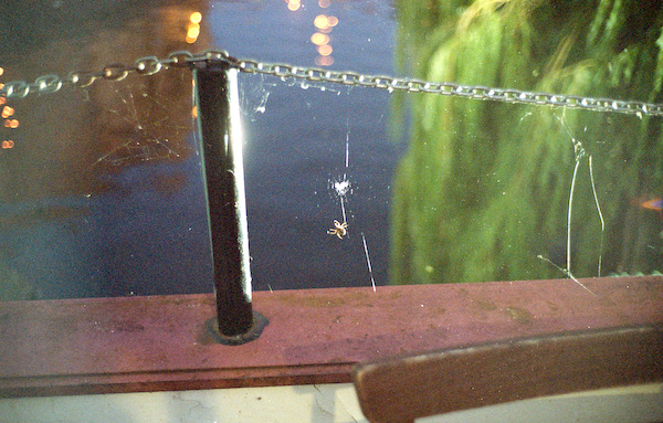 Spider