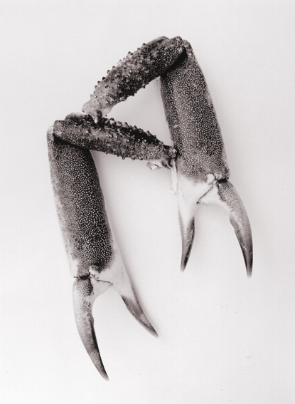 spidercrab claws
