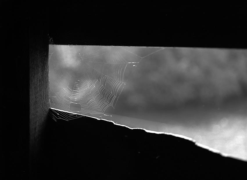 Spiderweb...