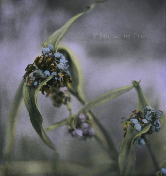 spiderwort hc