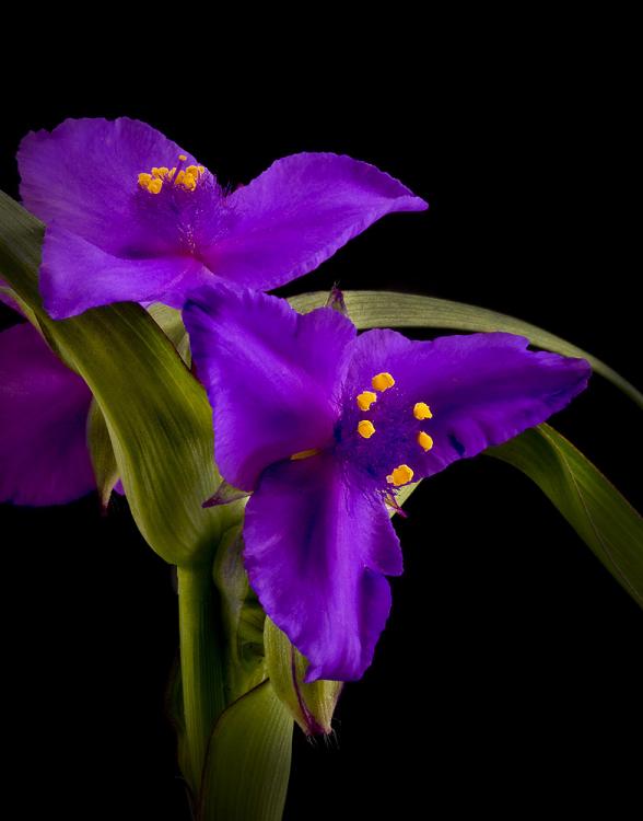 Spiderwort