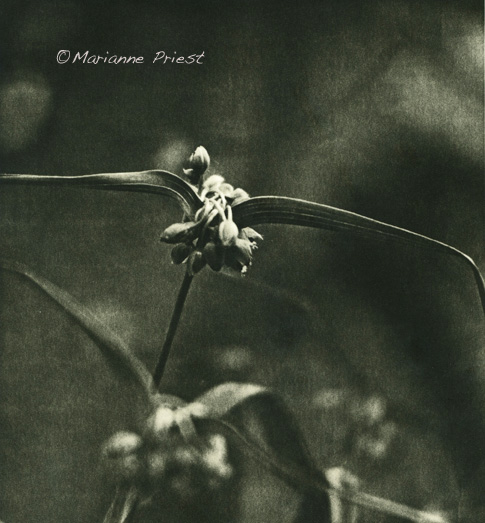 Spiderwort