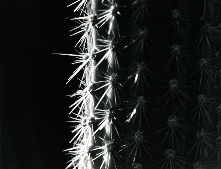 Spines