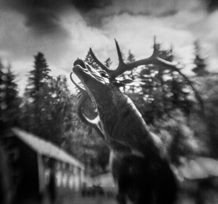 Spirit Elk