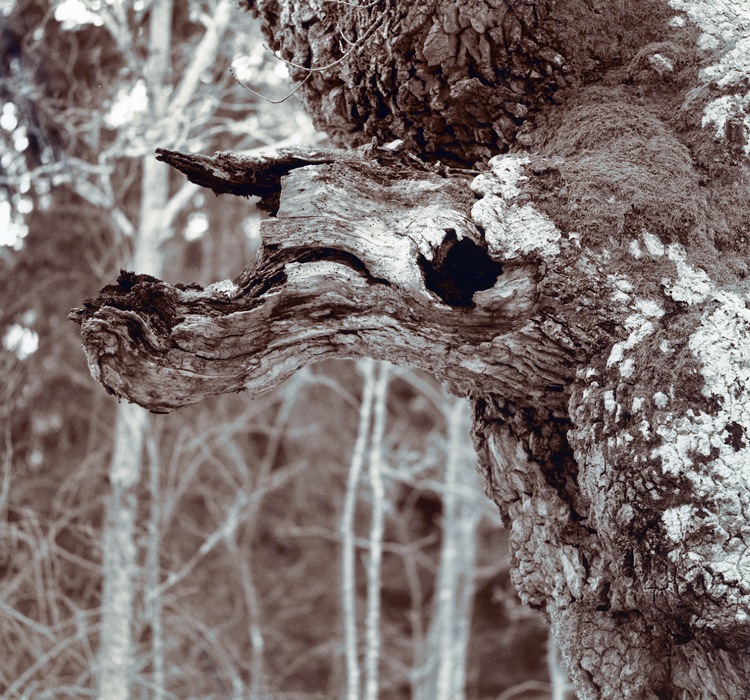 Spirit Of The Forest 2