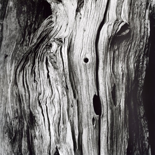 Spirit of the woods No.2