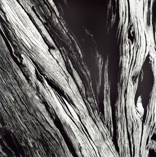 Spirit of the woods No.3