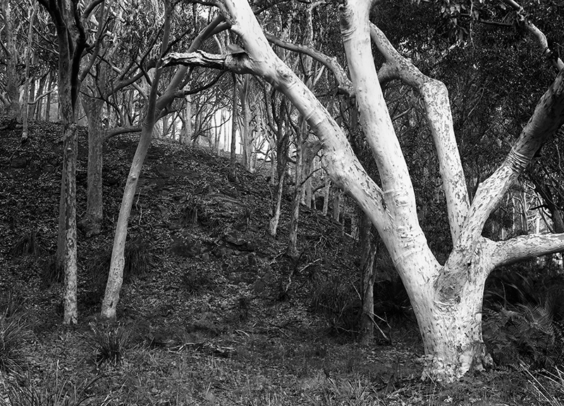 Spotted Gum forest.