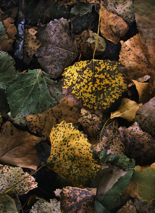 Spotted leaves along Walker Rd.