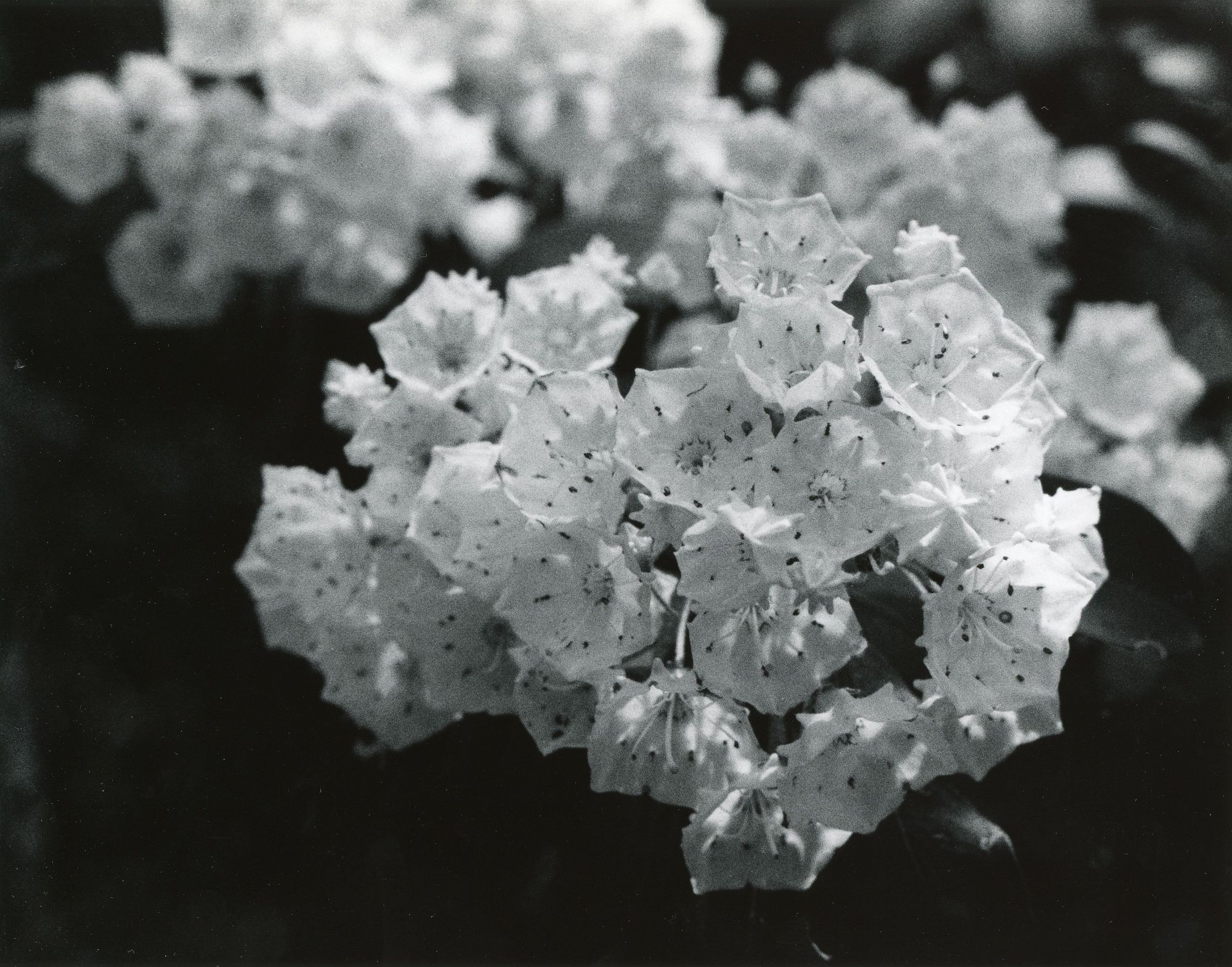 Spray of Mountain Laurel