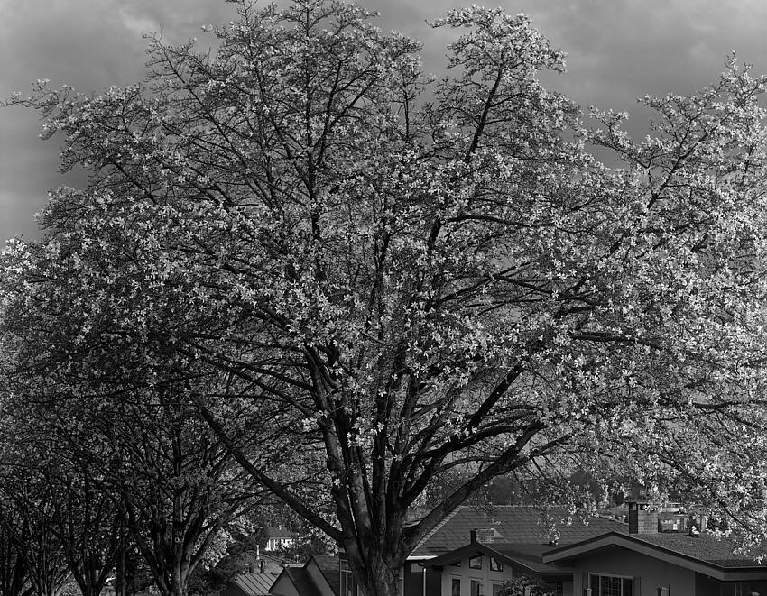 Spring 2015