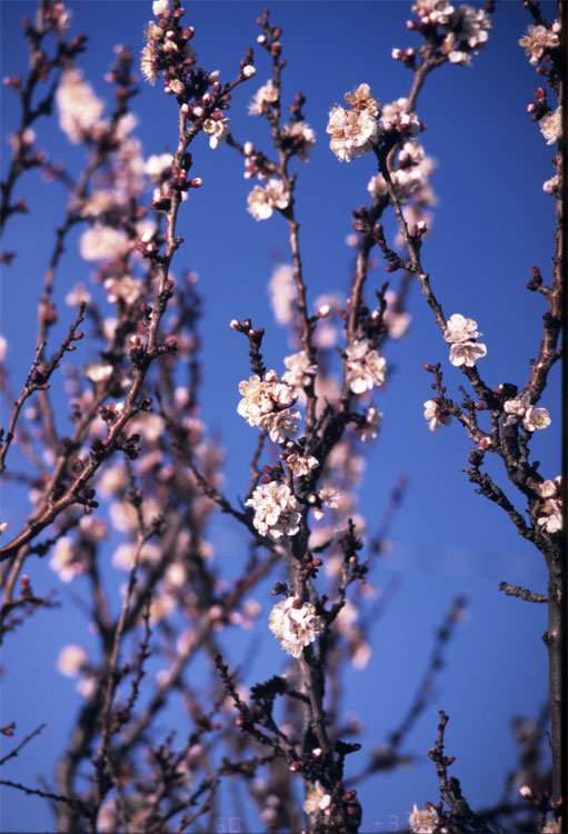 Spring apricot blossoms