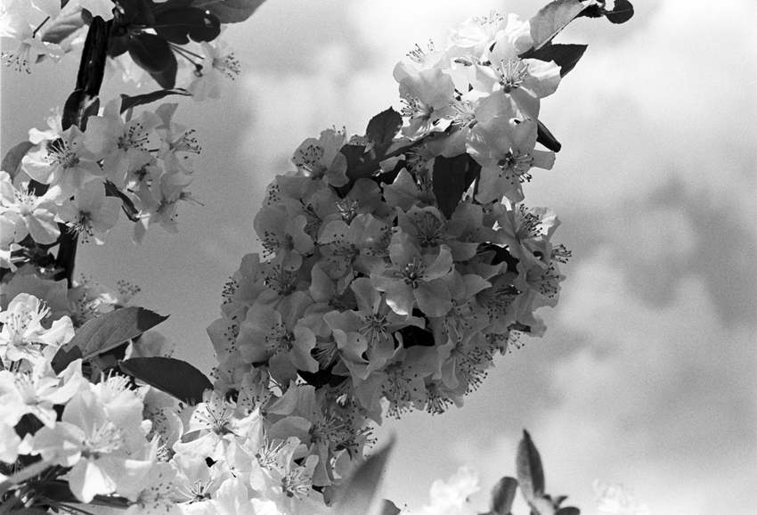 Spring flowers