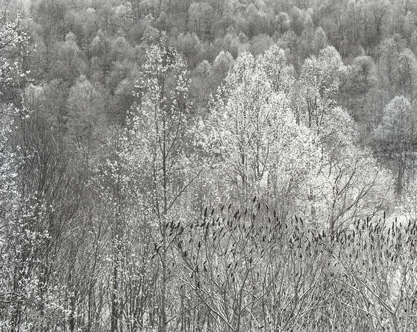 Spring Growth, Kiskiminetas Valley