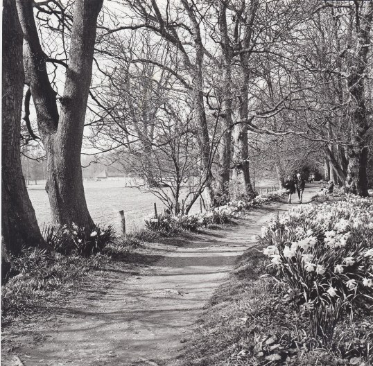 Spring in Solihull