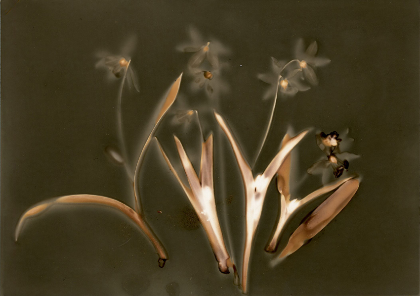 Spring Scilla