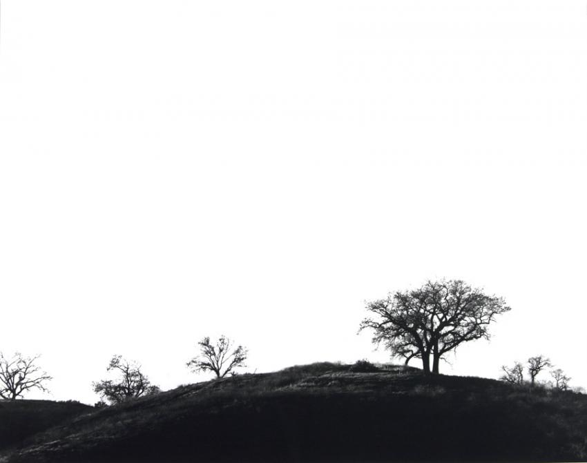 Spring Silhouette