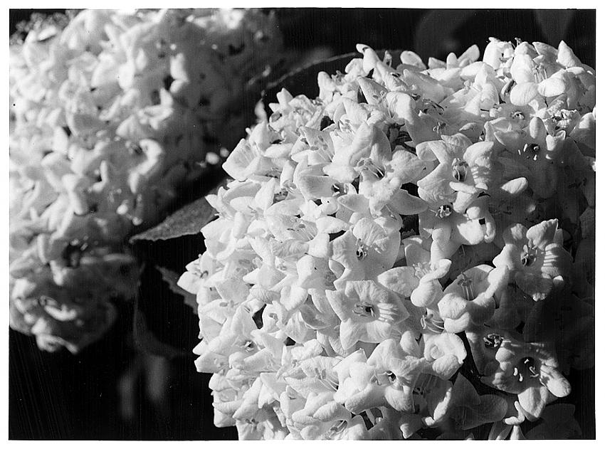 Spring Snowballs