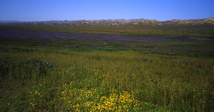Spring Spectrum