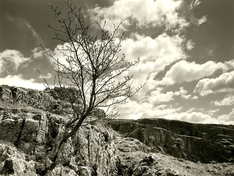 Spring:  Tree, Rock.