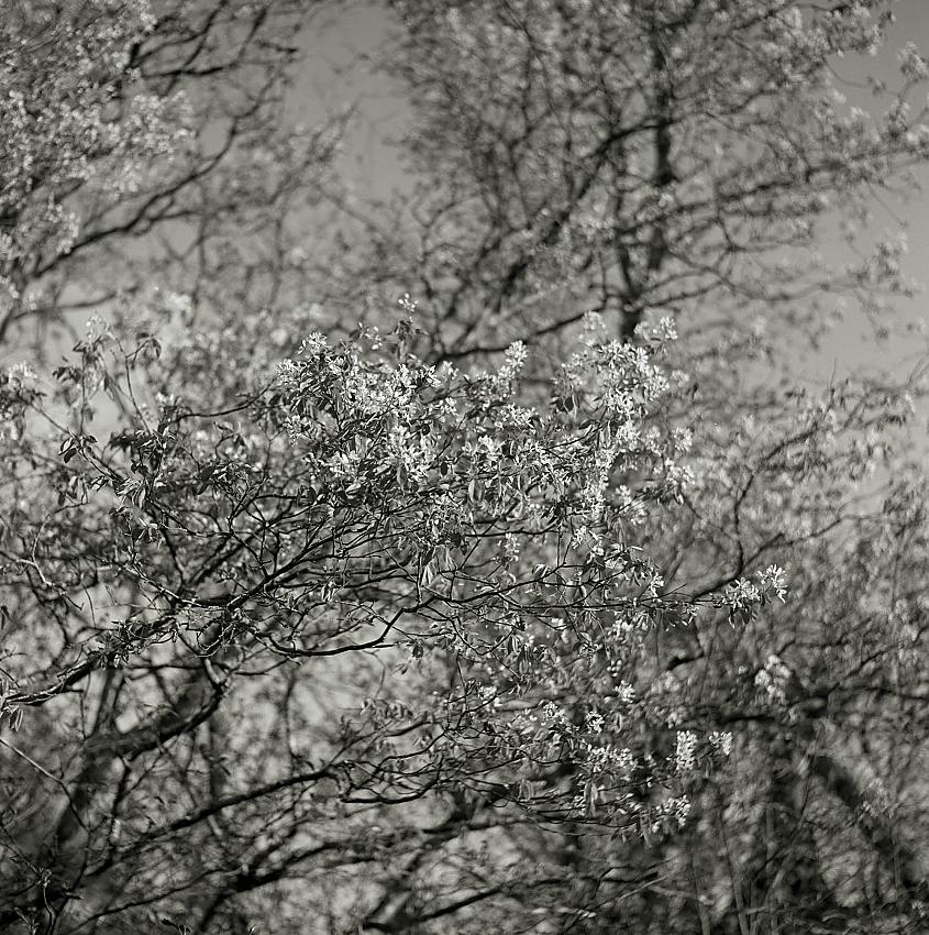 Springtime Apple Blossoms - img167