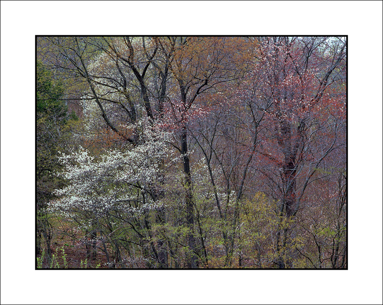 Springtime in Potter County, PA