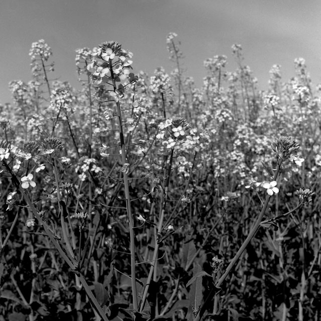 Springtime Left Over