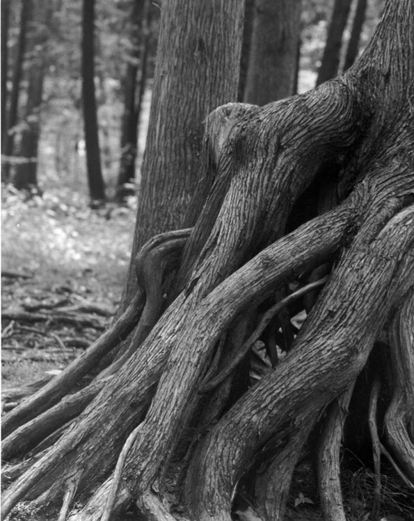 Springwater Trees