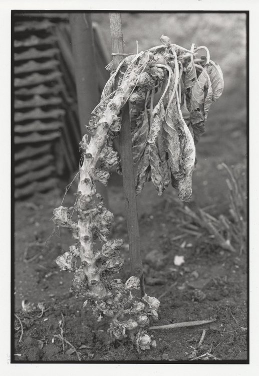 sprout in winter