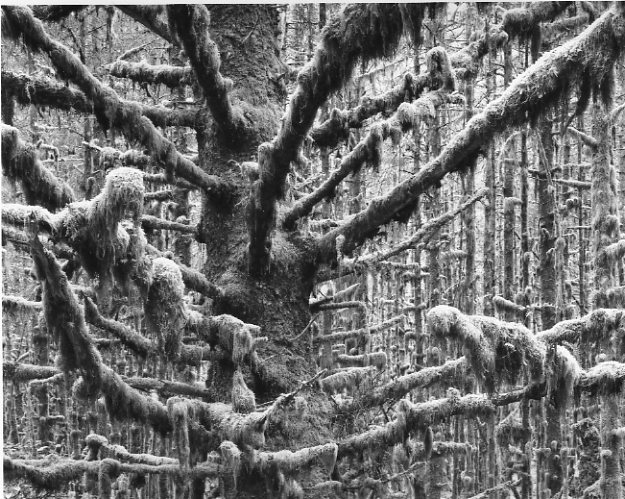 Spruce and Moss, Tlell, Haida Gwaii (Queen Charlotte Islands)