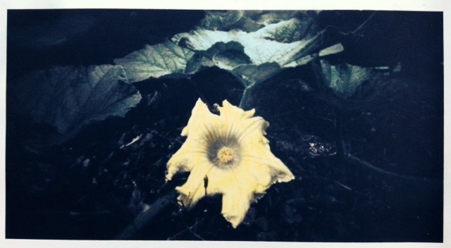 Squash blossom