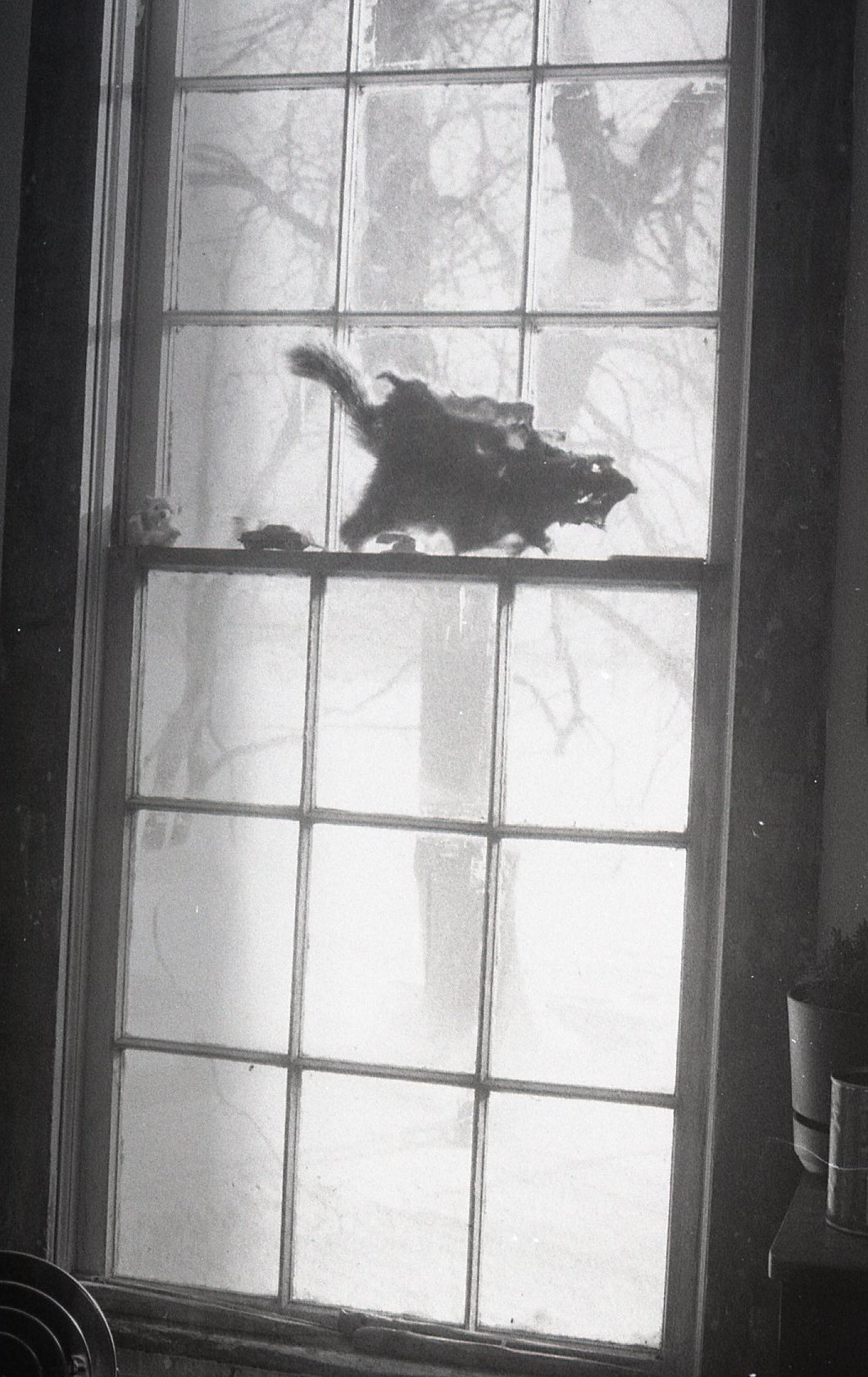 Squirrel Pelt in Window