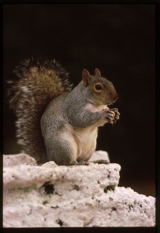 Squirrel.