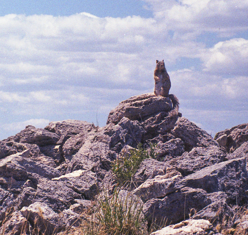 Squirrel